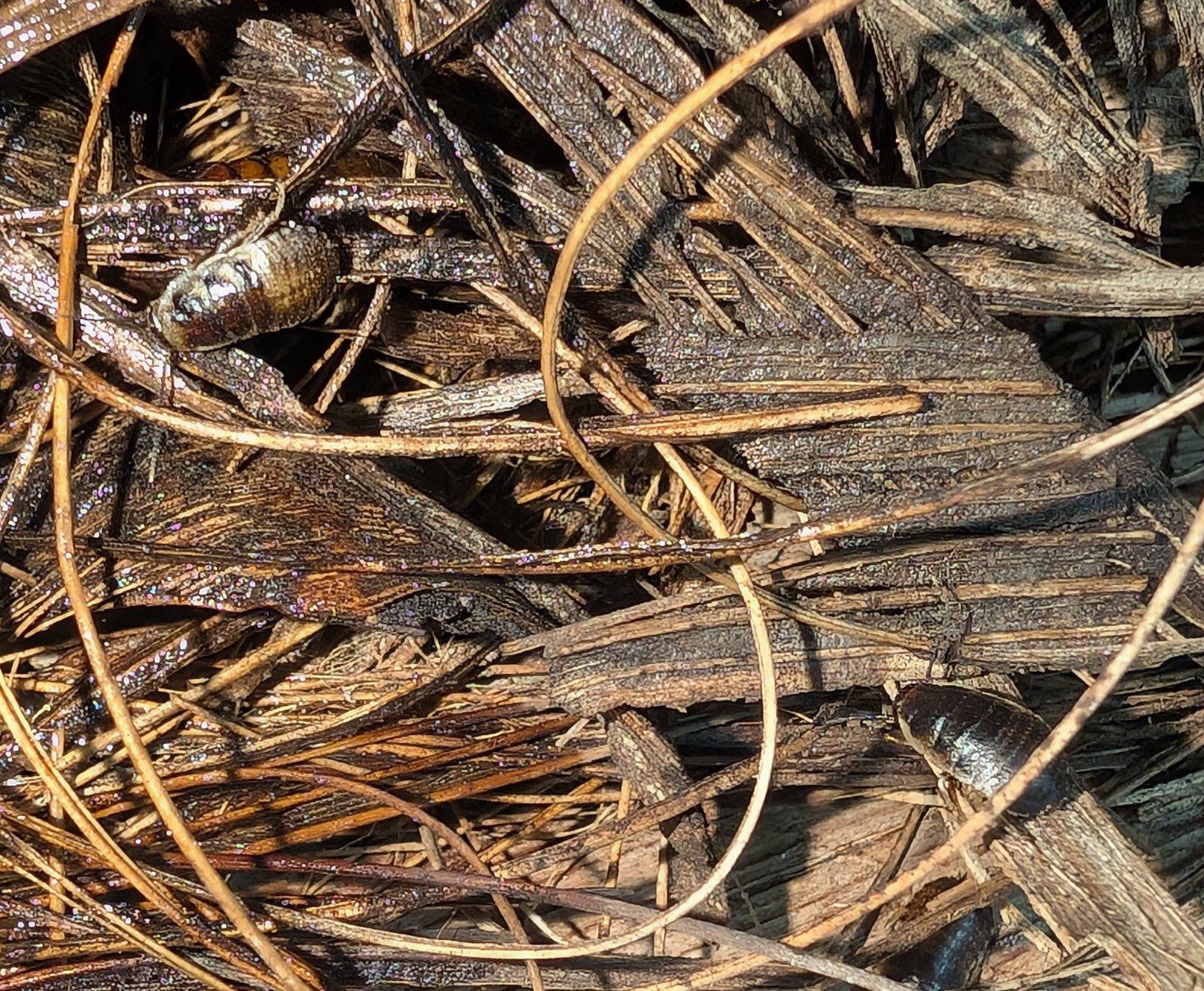PXL_20251226_173516110.jpg
